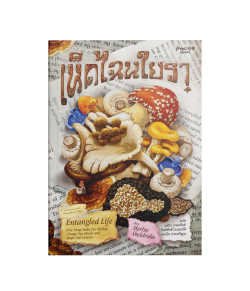 เห็ดไฉนใยรา-กิตติศักดิ์ โถวสมบัติ