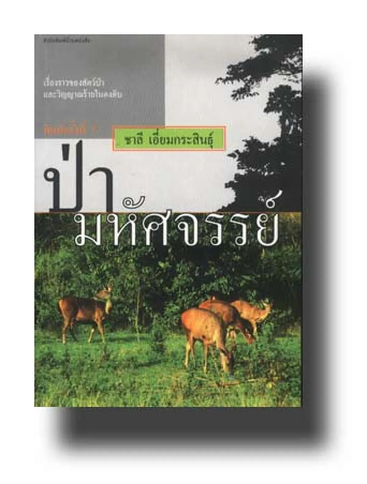 ป่ามหัศจรรย์